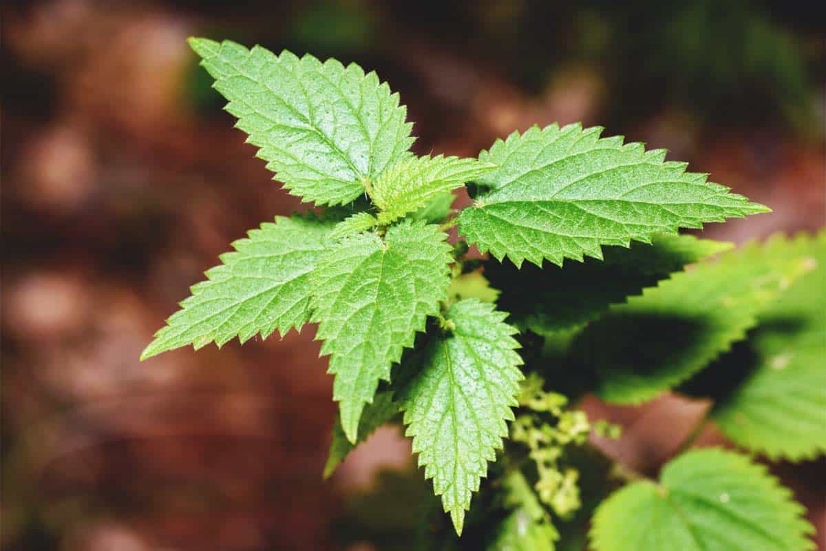 Growing Nettle: How to Plant, Care For and Harvest This Useful Herb