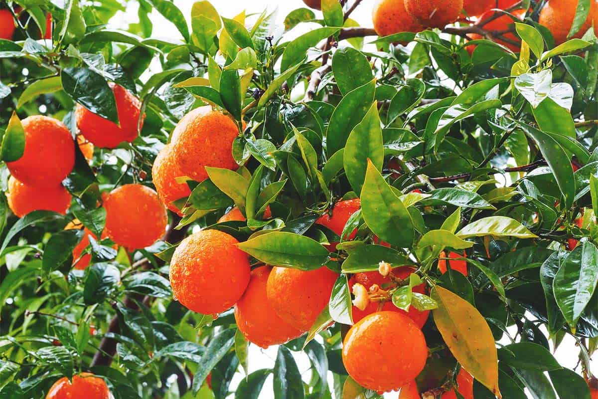 Orange Trees Orange Trees