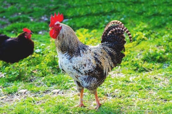 How to Manage an Overeager Rooster and Keep Your Hens Healthy
