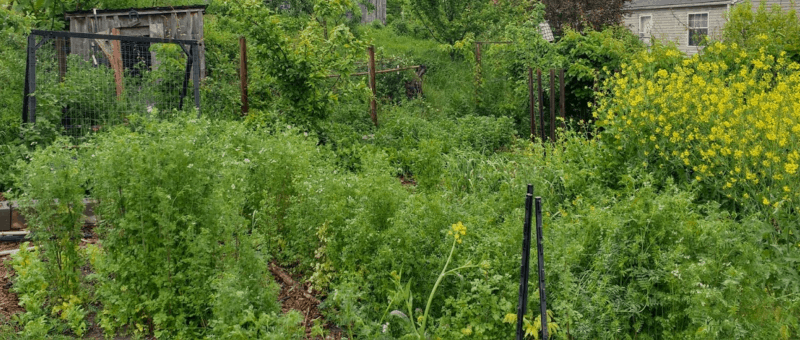 mustard and coriander to seed as garden hacks