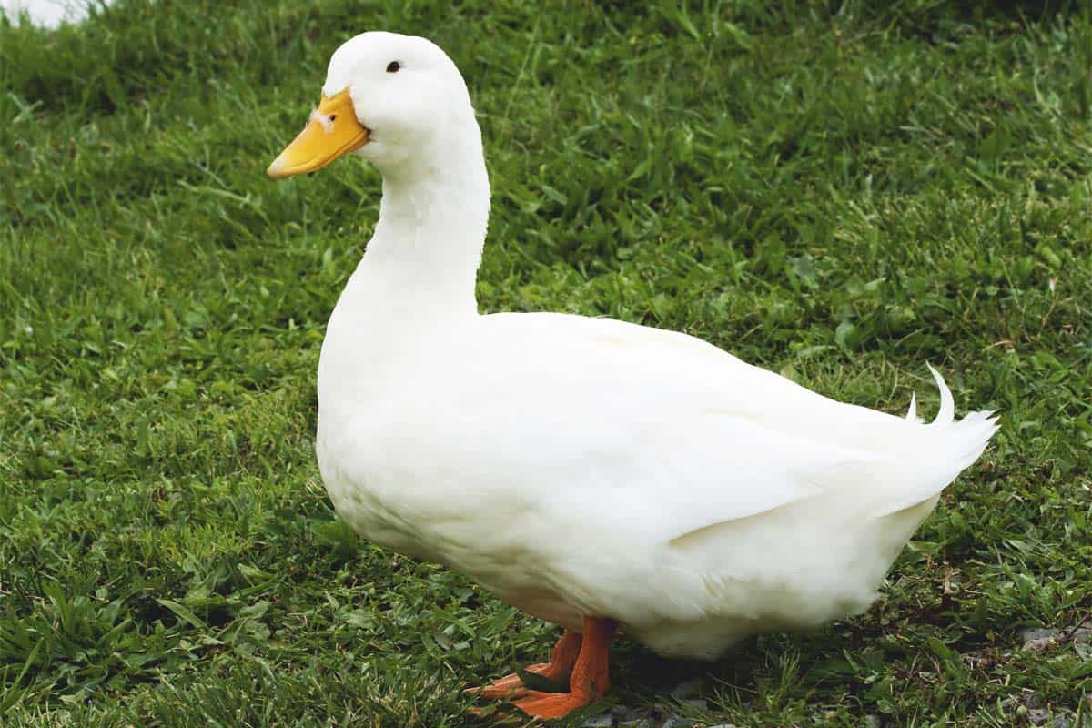 Pekin Duck: America's Most Popular Dual-Purpose Breed