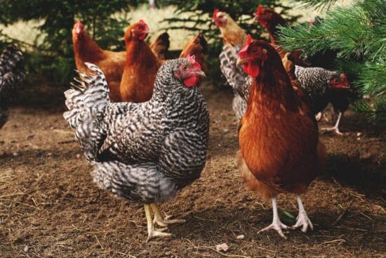 Picking the Right Chicken Breed for Your Climate for a Healthy Flock