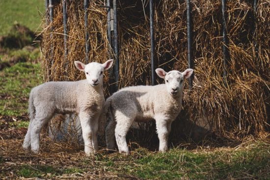 When to Wean Lambs and 3 Tips to Make It Easier