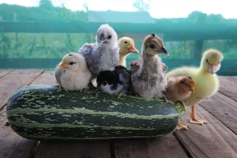 Chicks and ducklings