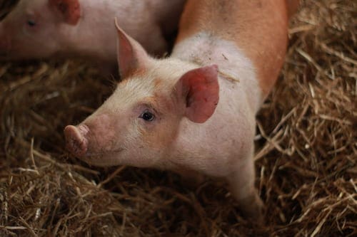 wean piglets at the right age and weight, depending on the breed