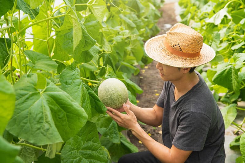 Melon farmers wife