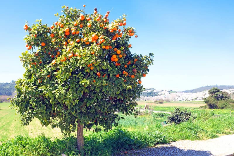 Growing Orange Tree: Best Varieties, Planting Guides, Care, Problems and Harvest