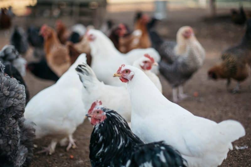 Picking the right chicken breed for your climate, can prevent heat exhaustion or frost-bitten toes