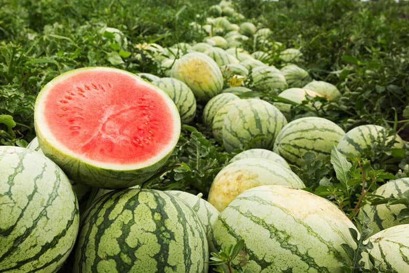 Growing Melons: Varieties, Planting Guide, Care, Problems and Harvest