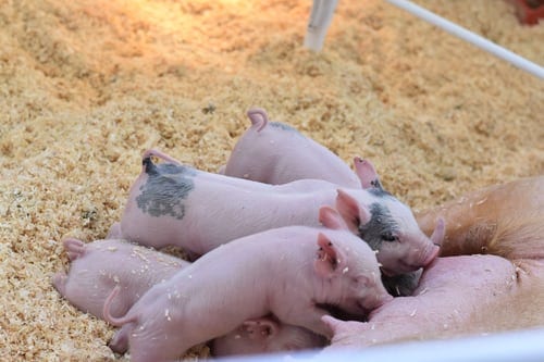 these piglets are too small to wean