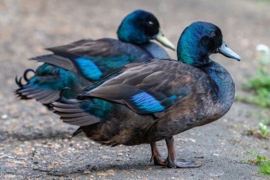 Cayuga Duck: Shiny Green Beauties Laying Dark Colored Eggs
