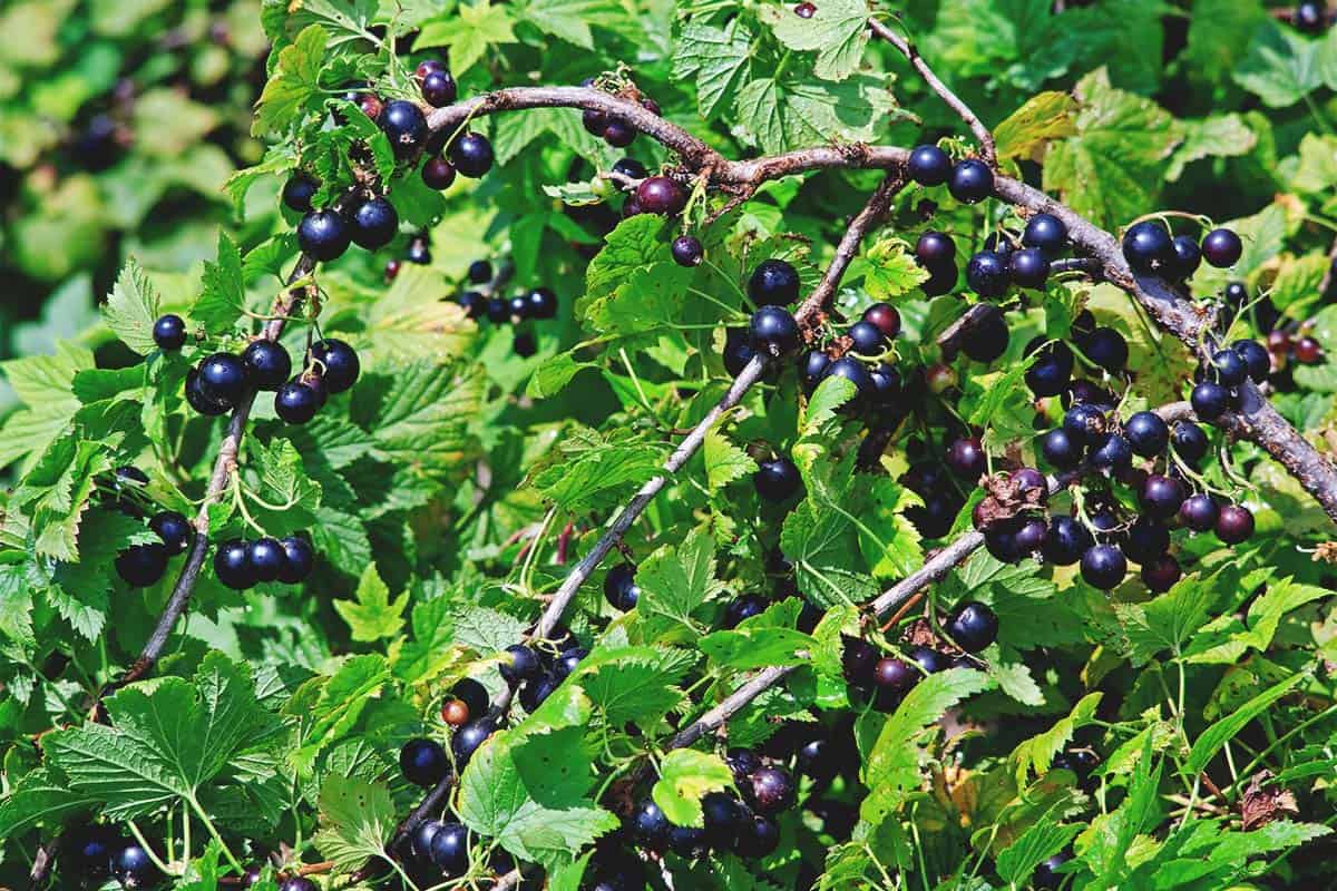Coffee Plant Best Varieties How To Grow Care Problems And Harvest