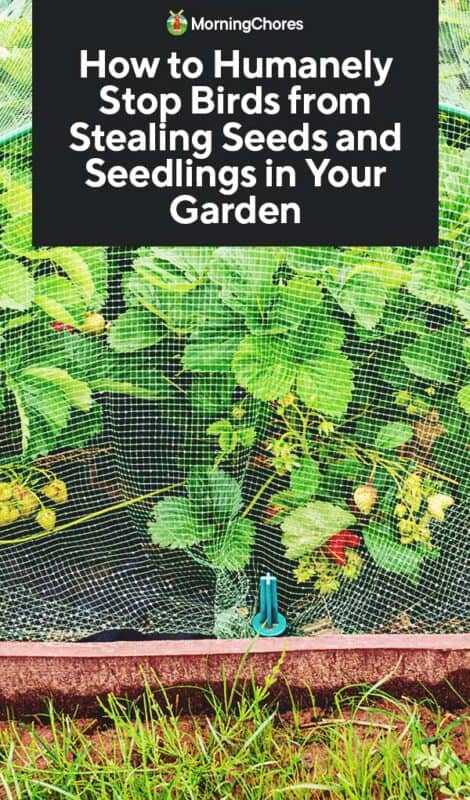 How to Humanely Stop Birds from Stealing Seeds and Seedlings in Your Garden