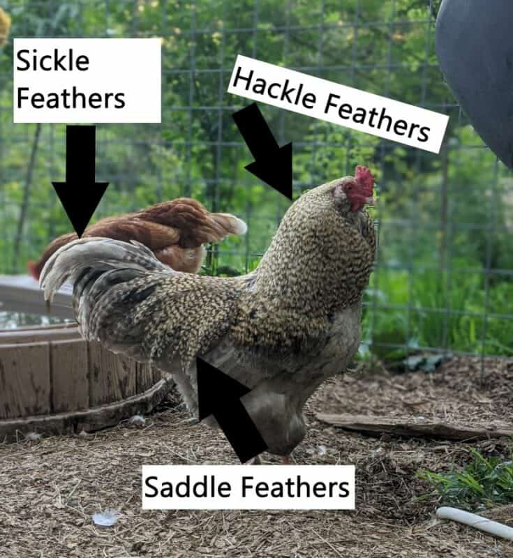 chicken terms and phrases