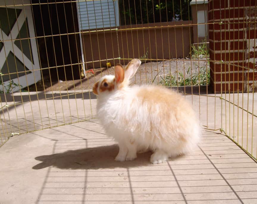 Raising Rabbits for Fur: Best Fiber Breeds, Housing, Feeding, Breeding ...