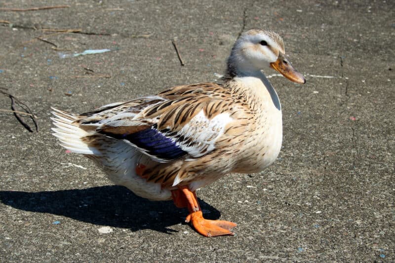 heritage breed ducks grow slower, and need less protein