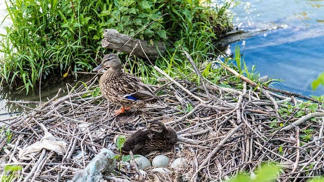 duck coop considerations, they like being near water