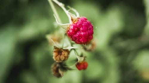 raspberries are shade-tolerant fruits