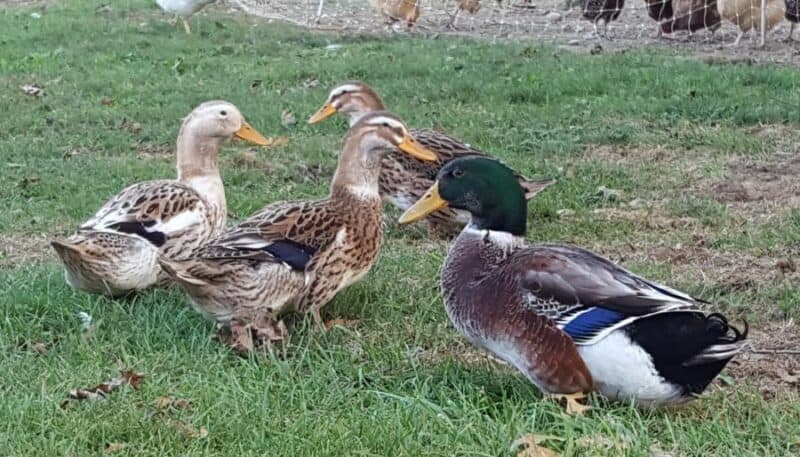 silver appleyard ducks
