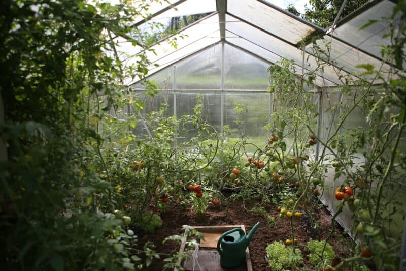 greenhouse watering techniques while on holiday should be carefully considered