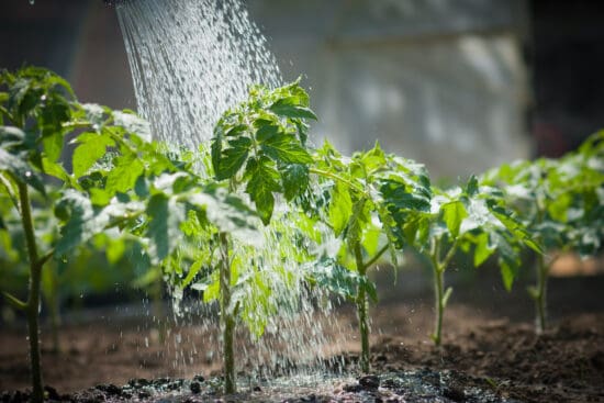 6 Chemical-Free Gardening Techniques for a Healthy, Natural Garden