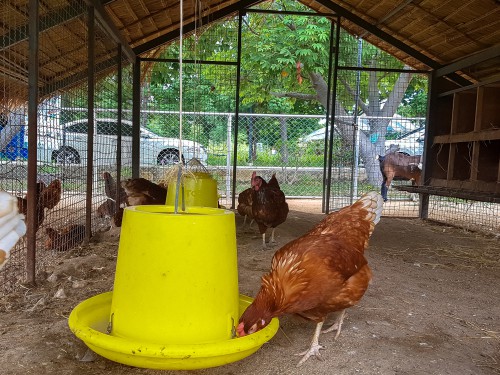 chicken business plan