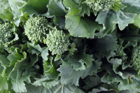Growing Rapini (Brassica Ruvo): Best Varieties, Planting Guide and Care