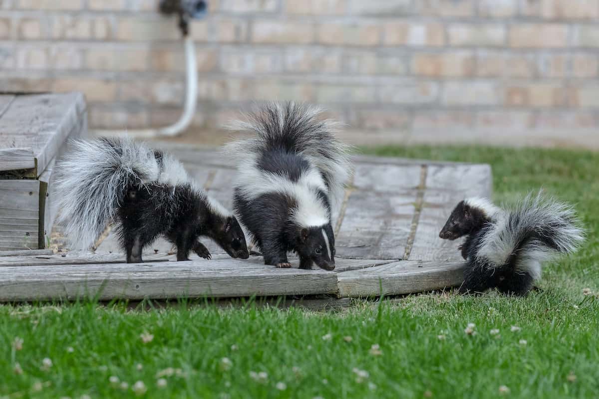 How to Deal and Get Rid of Skunks in Your Garden Humanely