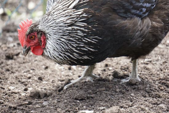 How to Keep Your Chickens Cool in Hot Days and Ensure Their Good Health