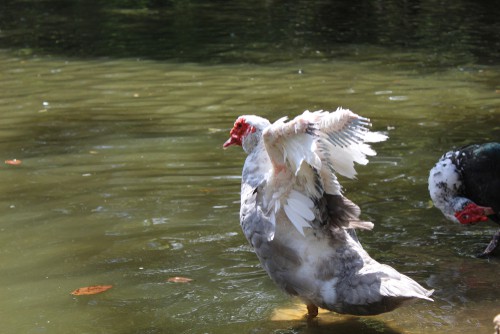 molt is a duck term as can be seen with this duck losing its feathers