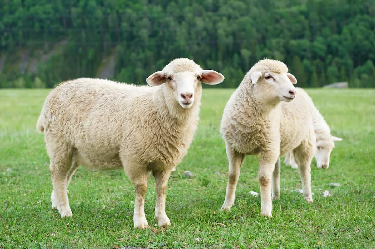 Glossary of Sheep Terminology