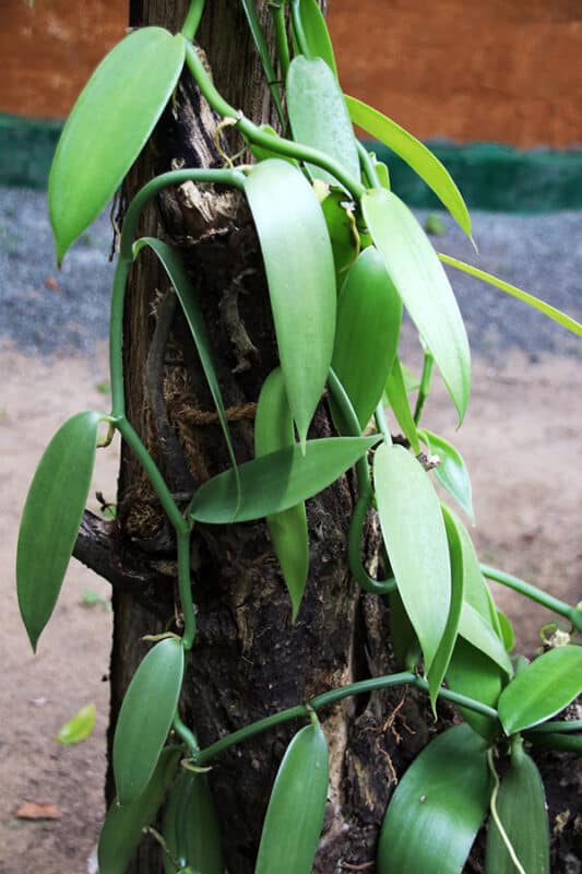 Madagascar Vanilla Bean Rooted Plants/Ready to Grow 1 Plant in-Out Door