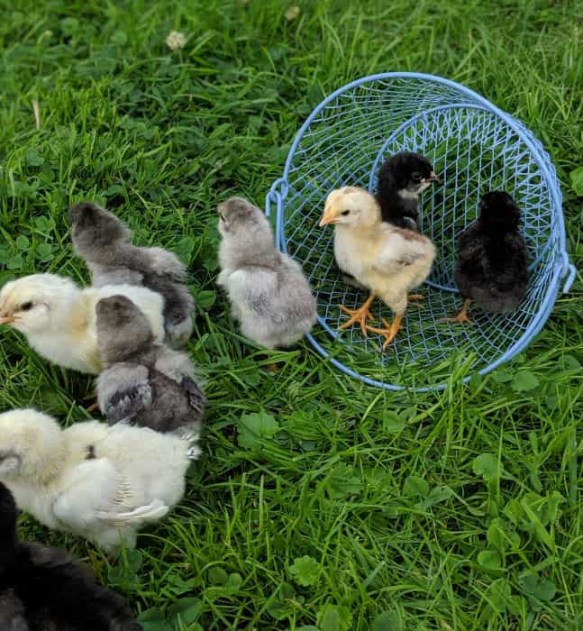 chicks to raise for your chicken selling business