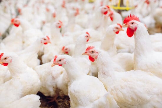 74 Chicken Farming Statistics  You Need to Know