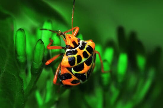 Harlequin Bug: How to Control This Pest in Your Garden