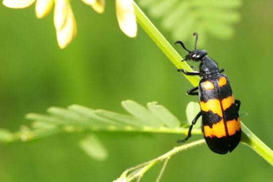 Blister Beetles: How to Identify and Control this Toxic Pest