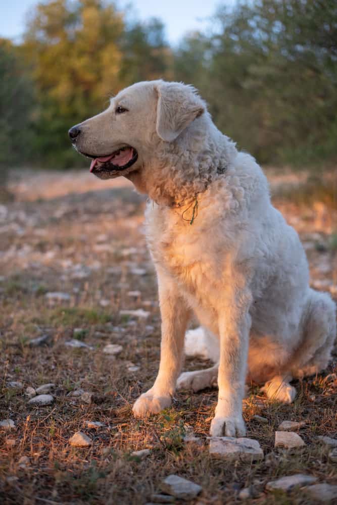 10 Best LGD Farm Dog Breeds to Herd & Protect Your Livestock