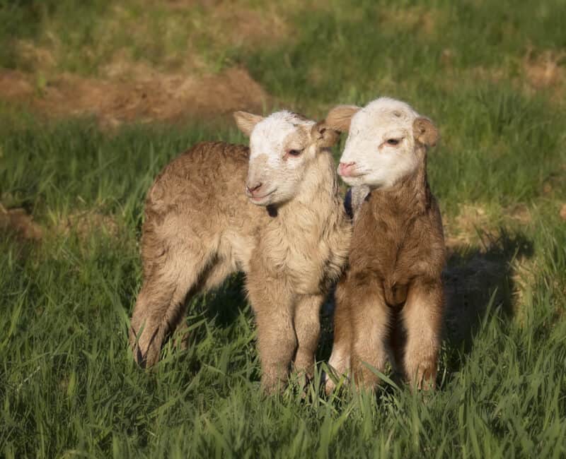 Katahdin Hair Sheep Rams for Sale in Oklahoma | Limerick Farms