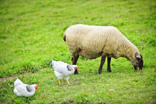 What to Consider When Raising Sheep and Chickens Together