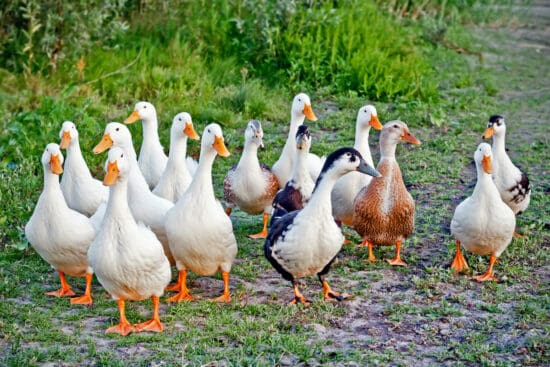 The Complete Guide to Raising Healthy Ducks for Beginners