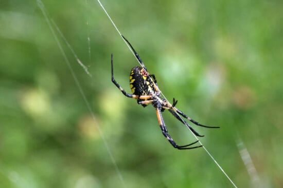 Are Spiders in the Garden Good or Bad?