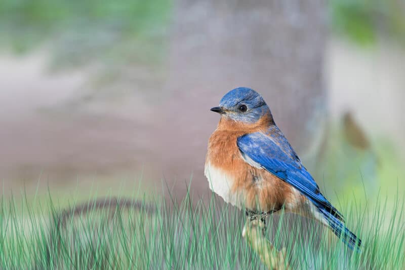 Bluebirds and Purple Martins: Friendly Foes or Feisty Foes?