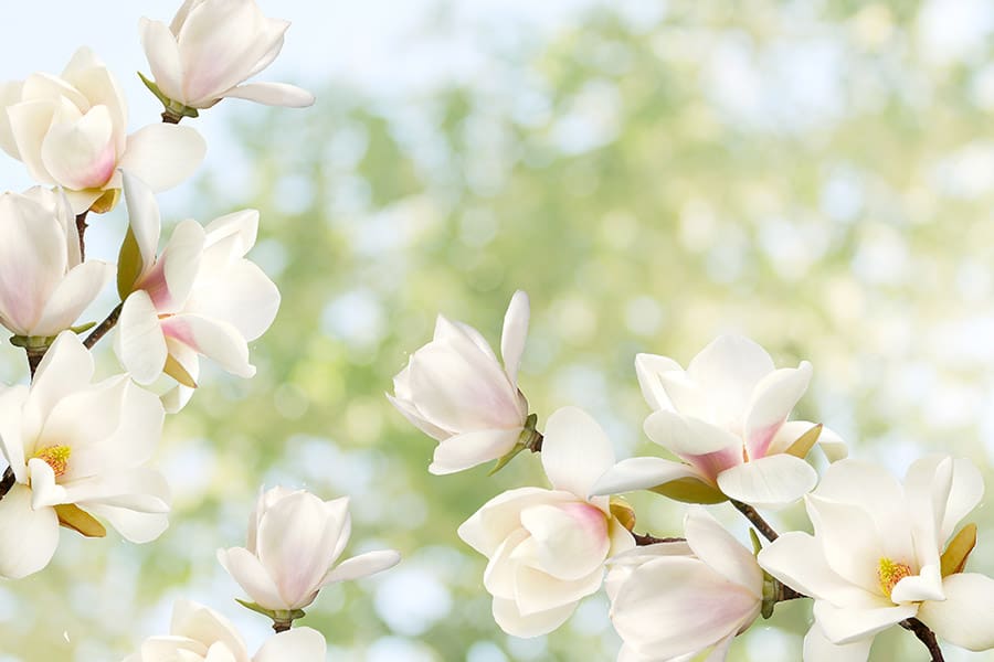 15 Plants and Trees With Invasive Roots