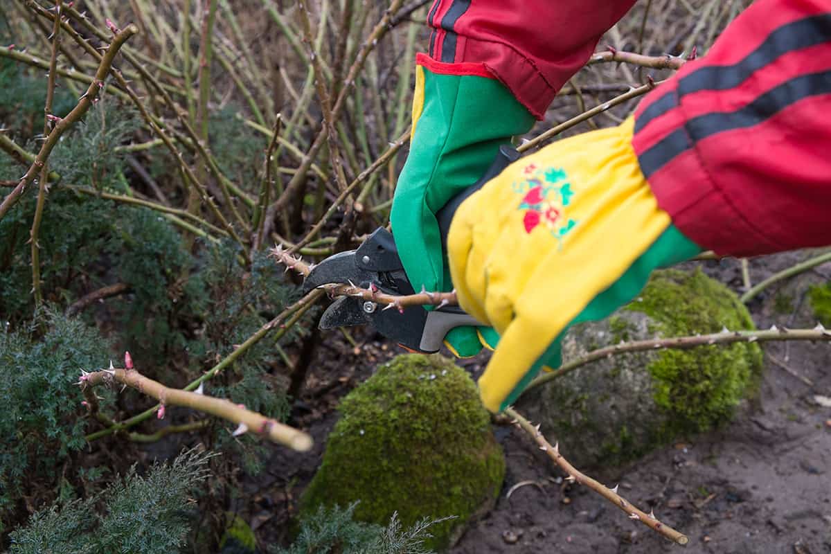 How to Prune Roses in 9 Steps