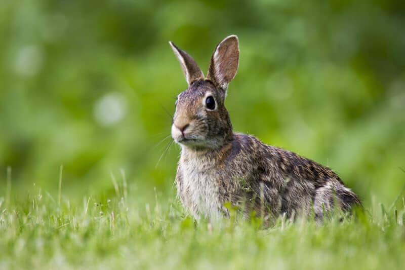 29 Rabbit-Resistant Plants That Rabbits Wont Eat in Your Garden