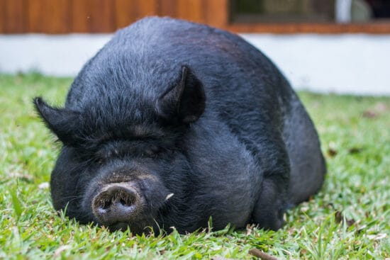 American Guinea Hog: Is This Small & Calm Breed Right For My Farm?