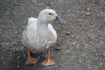Buff Orpington Duck