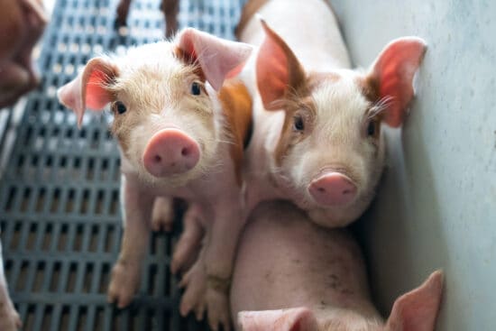 6 Practical Tips When Buying Piglets: Everything to Consider Beforehand