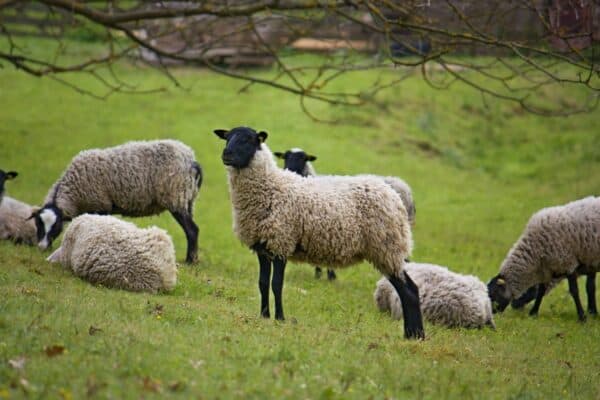 Everything You Need to Know About the Dorper Sheep