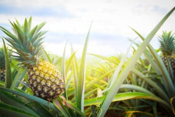 growing pineapple in a field